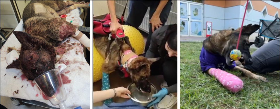 From admission (left) through physiotherapy (center) and to recovery (right) at the Veterinary Teaching Hospital