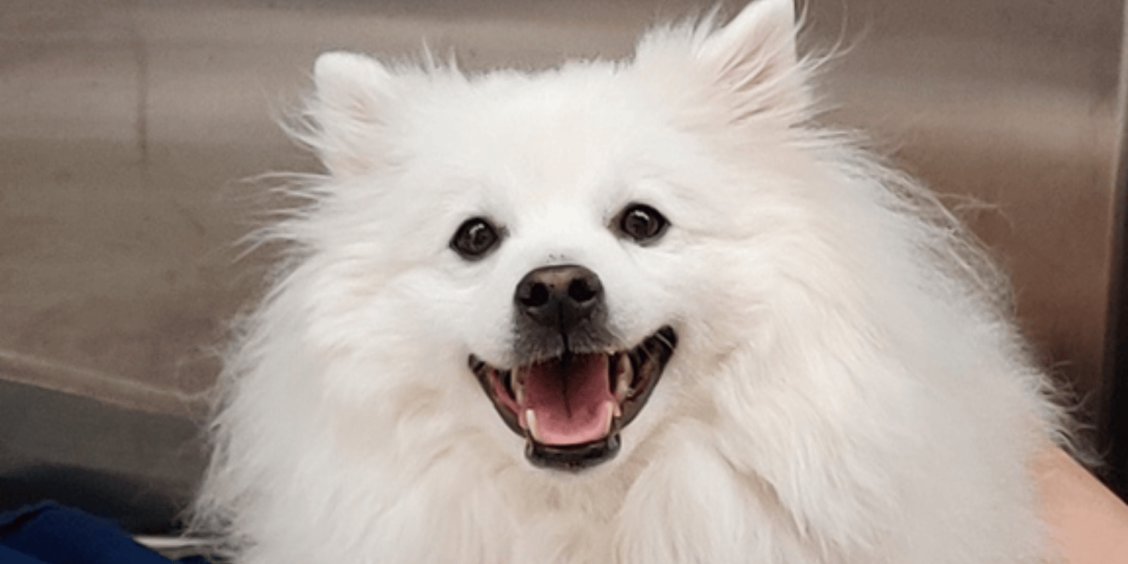 Picture of Potential Treatment for Chronic Kidney Disease in Dogs Revealed - BFHU