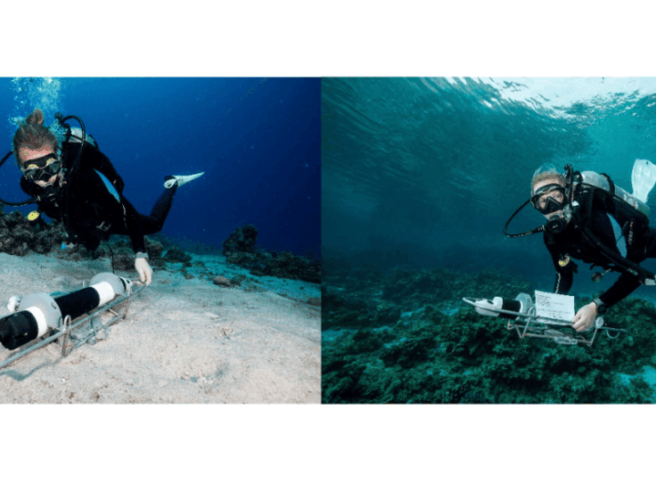 A Coral Reef’s Daily Pulse Reshapes Microbes in Surrounding Waters