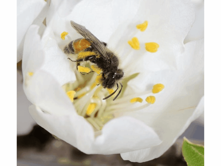 Flowers Do More than Feed Bees – They also Help Shape How Viruses Move Through Wild Bee Populations