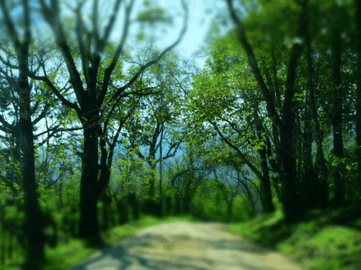  Protecting Wildlife from Genetic Collapse with Newly Identified Early Warning Signals