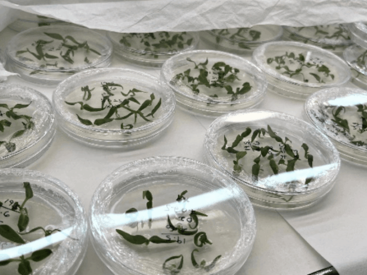 Stronger Scents and Healthier Crops: Unlocking Plants’ Hidden Potential Through Precision Gene Editing