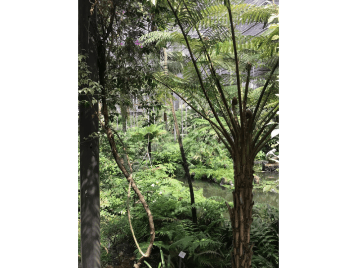 300 Million Years of Hidden Genetic Instructions Shaping Plant Evolution