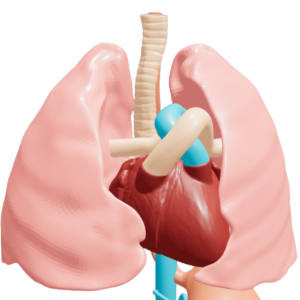 What did the ancient Greeks think our insides look like? A visual trip into ancient anatomy