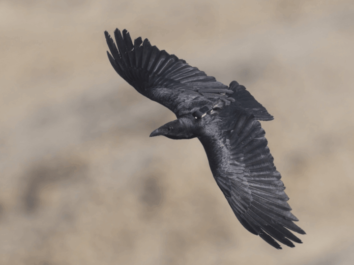 In a Changing World, Animal Personality Can Mean Life or Death