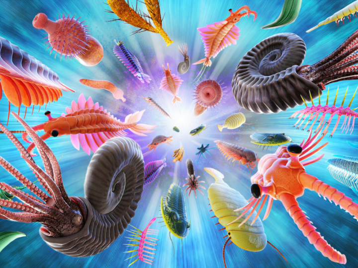 What If the Brain Came First? Rethinking the Cambrian Explosion