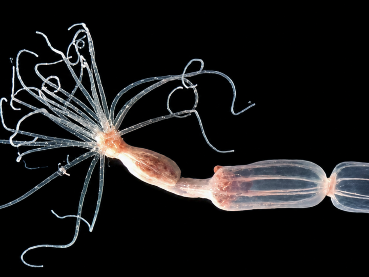 Sea Anemone Flips a Human Antiviral Strategy on Its Head