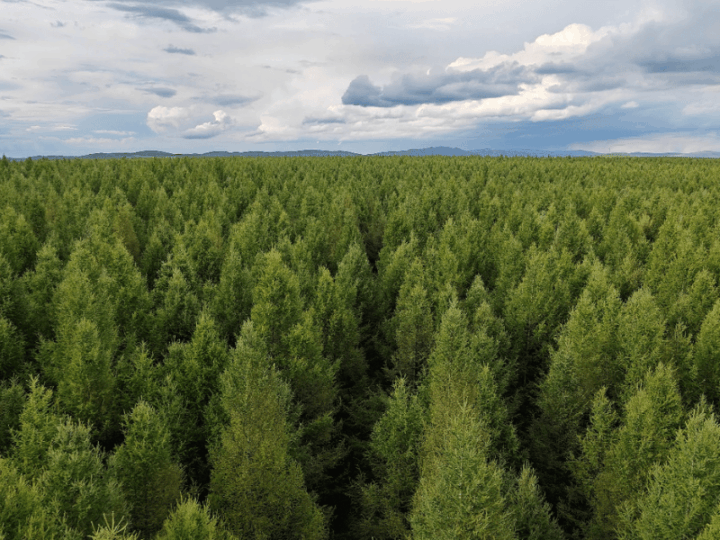 Water Use, Not Temperature Adaptation, Sustains Plant Carbon Uptake