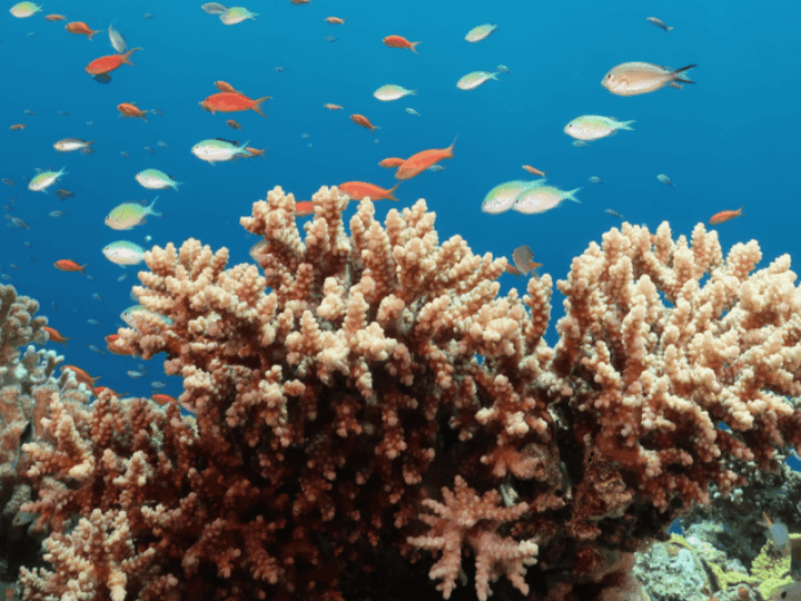 Corals have a hormonal clock and it looks surprisingly like ours