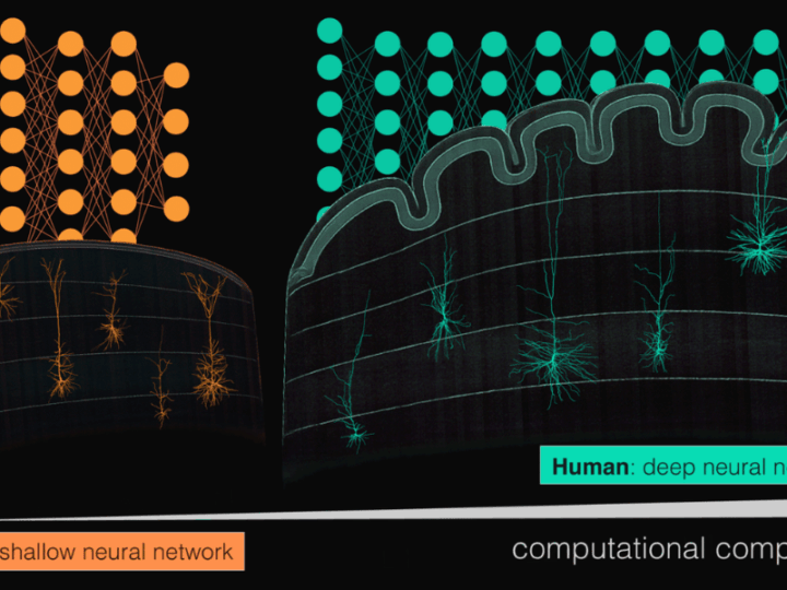 The Secret of Human Intelligence May Lie in the Power of a Single Brain Cell