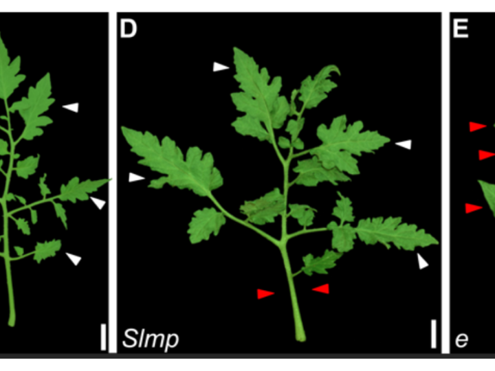 Plants Know When to Grow – And When to Hold Back