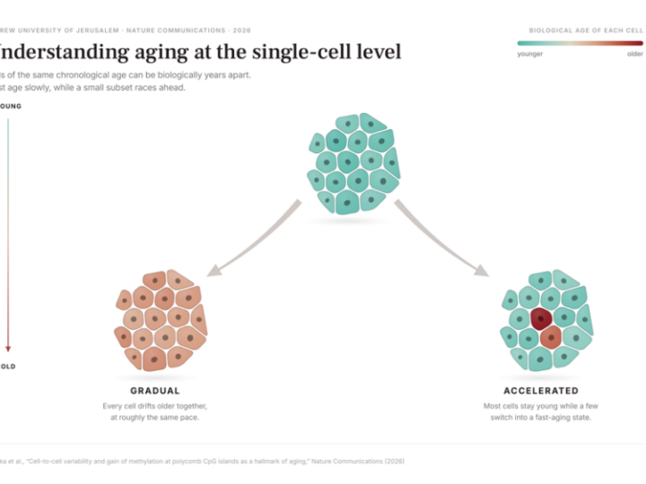 Some Cells Grow Old Faster Than Others: New Study Reveals Aging Happens One Cell at a Time