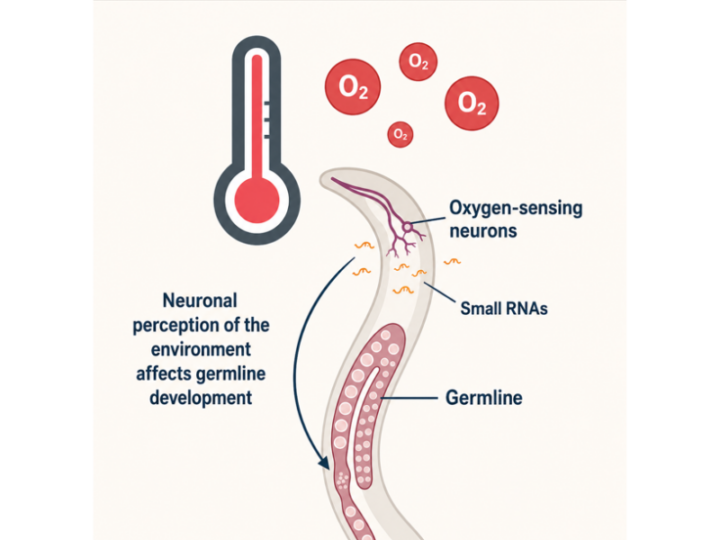 Brain Signals Help Protect Fertility from Heat Damage, Study Reveals