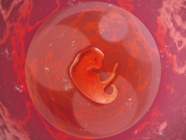 How Folic Acid Protects the Developing Brain and Spinal Cord Revealed in New Study
