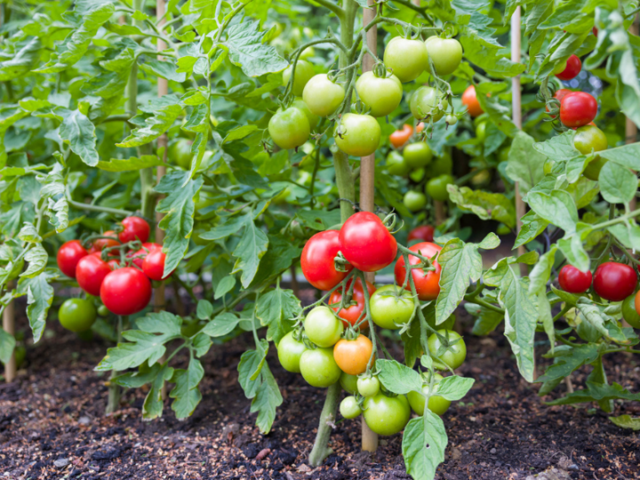 Genetic Switch Could Help Tomatoes Produce Fruit in Cold Weather