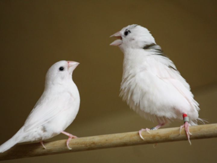 Do Birds Learn Like Babies? New Study Finds Language-Like Patterns in Finch Songs