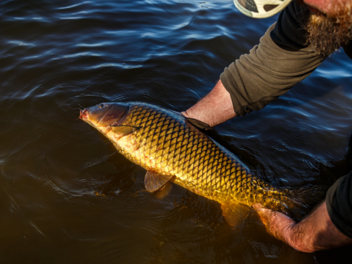 Good news for Carp fish, just in time for Rosh Hashanah!